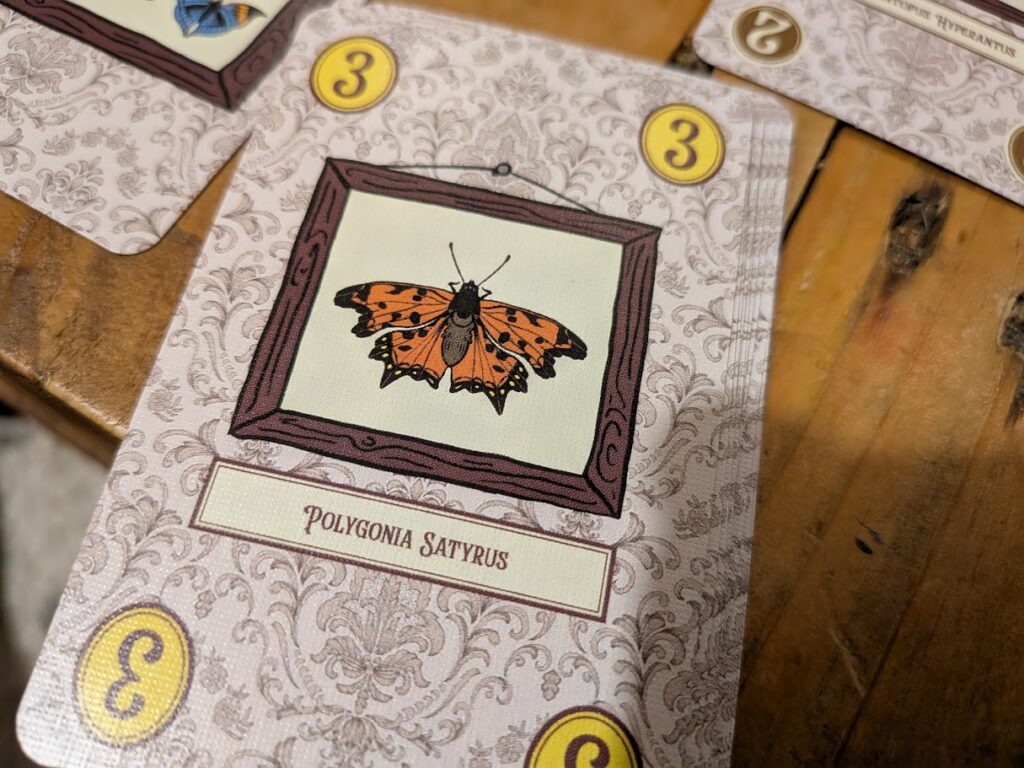 butterfly card from lepidoptery