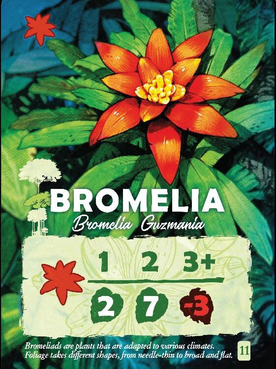 canopy bromelia card