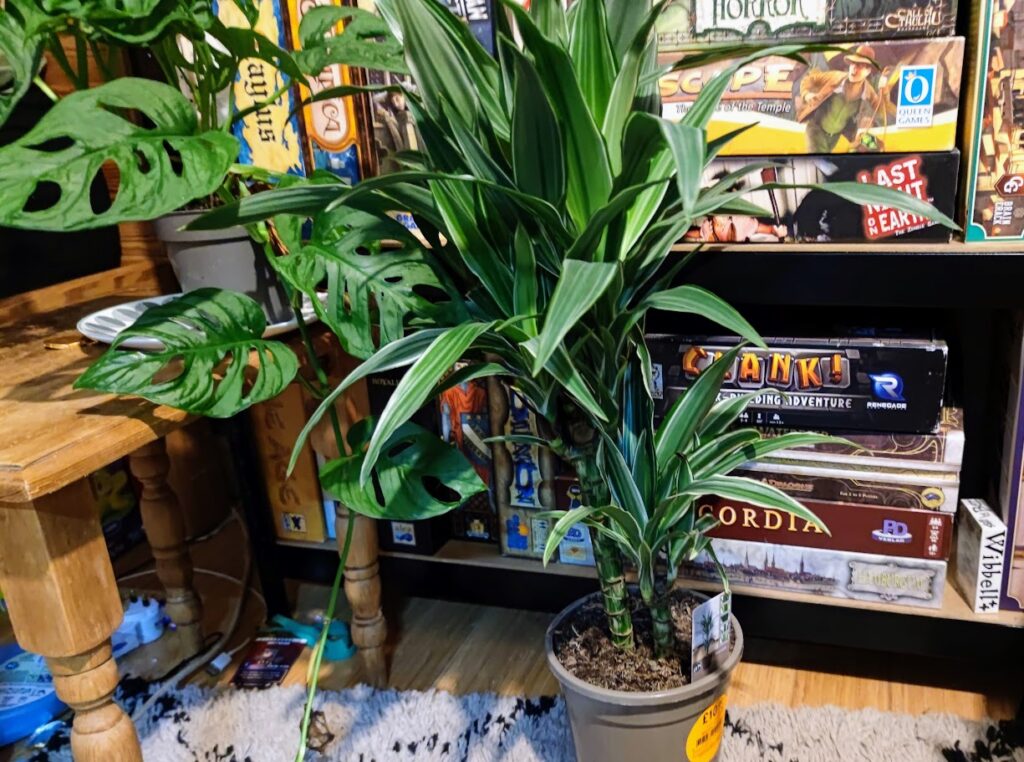 A photo of two plants in front of a shelf of board games
